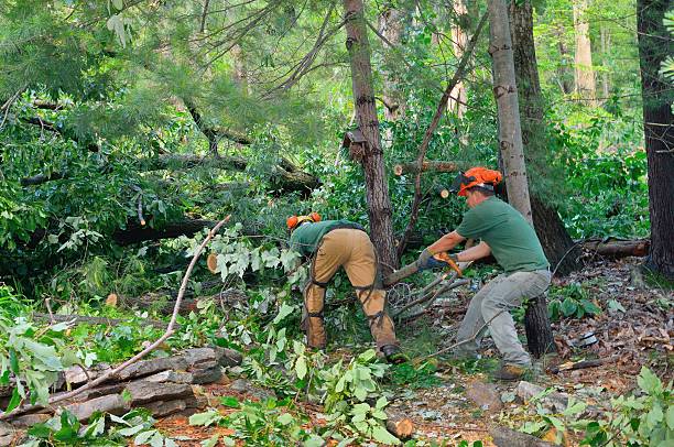 Best Tree Pruning Services  in Mammoth Lakes, CA